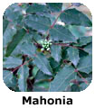 Mahonia